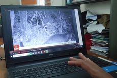 Kamera Pemantau di Gunung Ciremai Rekam Kehadiran 3 Macan Tutul Baru