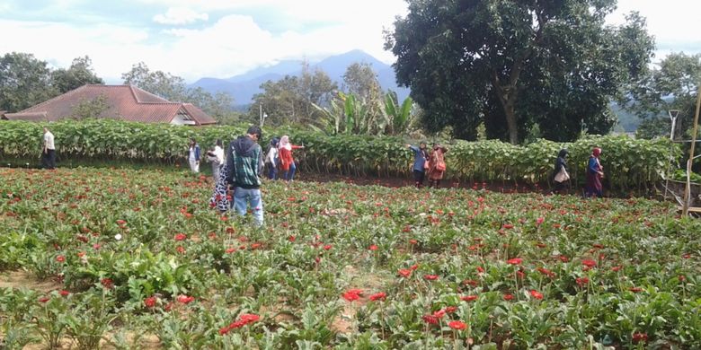 Taman Bunga Celosia di kawasan wisata Gedung Songo, Kecamatan Bandungan, Kabupaten Semarang, Jawa Tengah.