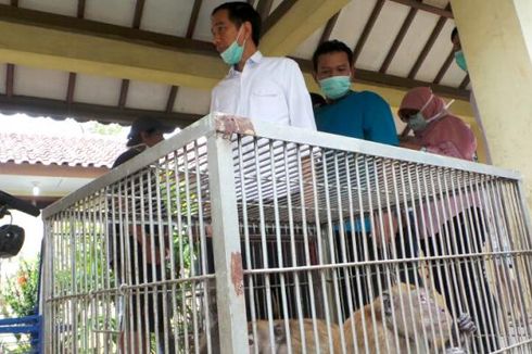 Jokowi Minta Periksa Kesehatan Anak di Lingkungan Pemelihara Monyet