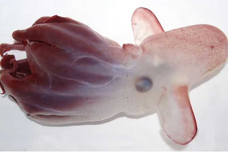 Grimpoteuthis Imperator, gurita dumbo yang baru dideskripsikan, dilihat dari samping. 