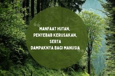 Manfaat Hutan, Penyebab Kerusakan, serta Dampaknya Bagi Manusia