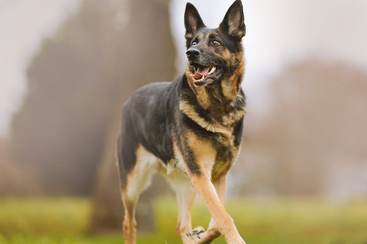 Ilustrasi anjing - Anjing ras German Shepherd.