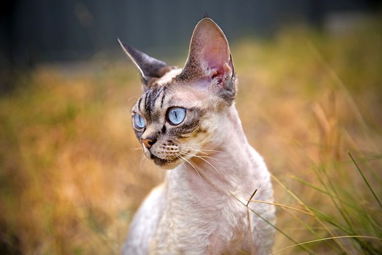 Ilustrasi kucing - Kucing jenis Devon Rex.