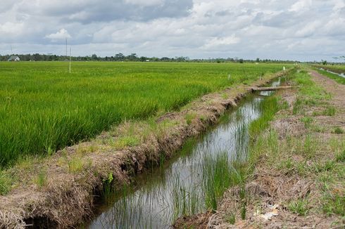 Periset BRIN: Memilih Kalteng untuk Food Estate adalah Pilihan Tepat