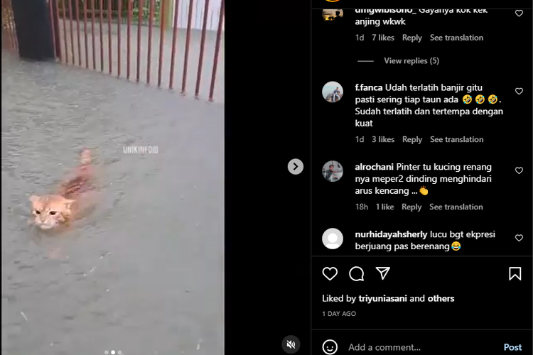 Tangkap layar video kucing yang berenang saat banjir.