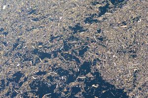 Imbas Galodo Sumatera, Danau Singkarak Tertutup Kayu Gelondongan