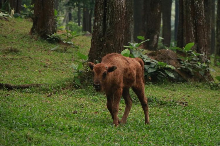 Salah satu bison yang lahir di Taman Safari Prigen, Kabupaten Pasuruan.
