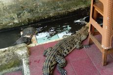 Tak Sanggup Lagi Kasih Makan, Warga Serahkan Buaya Sepanjang 2 Meter ke Damkar Bekasi