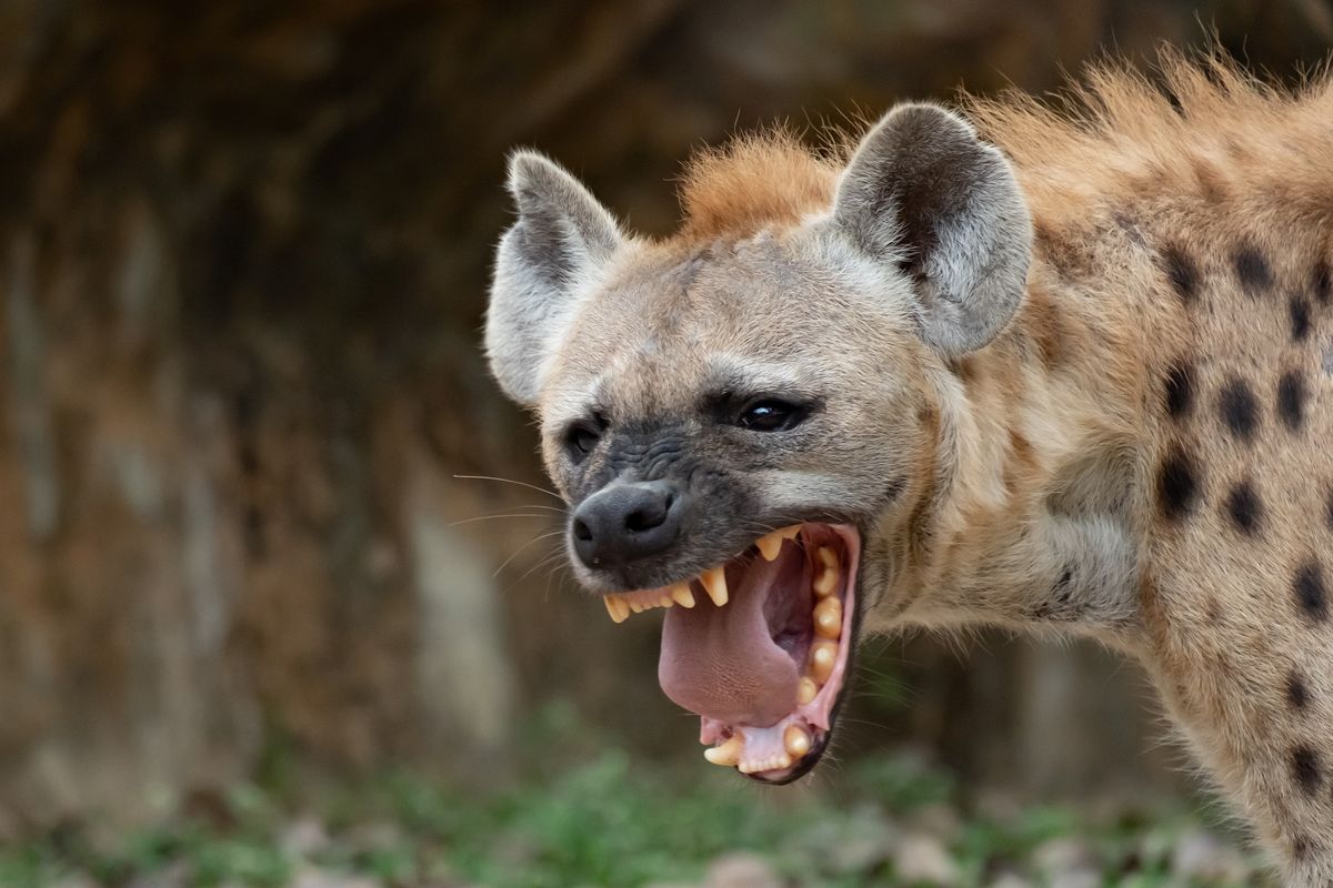 Ilustrasi hyena.