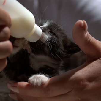 Ilustrasi anak kucing diberi susu formula khusus. 