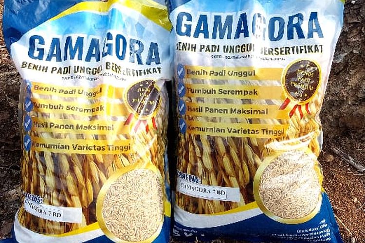 Benih padi varietas Gamagora 7 yang diciptakan Universitas Gadjah Mada (UGM) merupakan varietas padi unggul inbrida dengan potensi produksi Gamagora 7 mencapai 9,8 ton per ha. 

