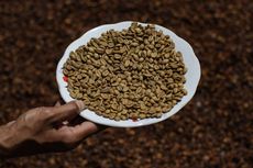 Kopi Liberika, Kalah Jauh dari Arabika dan Robusta