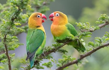 3 Cara Membuat Burung Lovebird Gacor dan Ngekek Panjang Halaman ...