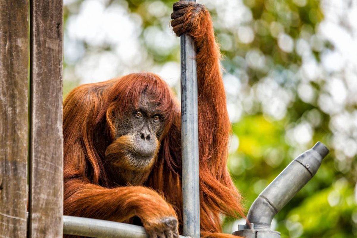 Puan, orangutan Sumatera tertua di dunia mati di usia 62 tahun