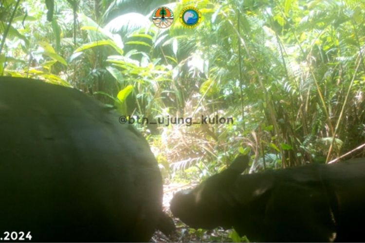 Satu individu baru anak badak jawa (Rhinoceros sondaicus) terekam kamera di Taman Nasional Ujung Kulon (TNUK). Kamera jebak di wilayah Semenanjung Ujung Kulon tersebut merekam induk dan anak badak jawa pada 4 Maret 2024 pukul 11:49 WIB.