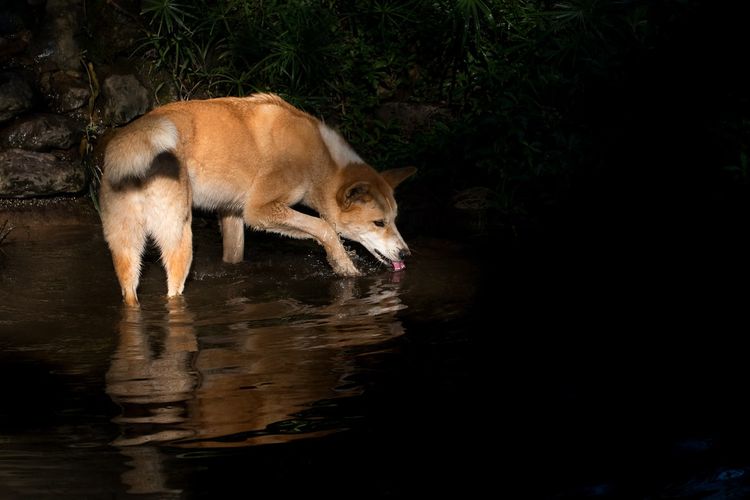 Dingo di Australia.