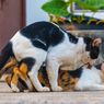 Kamasutra Satwa: Alasan Kucing Sangat Berisik Saat Kawin 