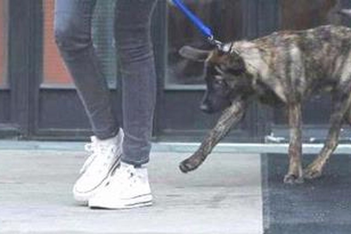 Bear, anjing kampung kesayangan Robert Pattinson dan Kristen Stewart, sedang diajak berjalan-jalan oleh Stewart.