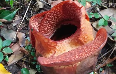 Rare Corpse Flower Blooms at Indonesia's Bogor Botanical Gardens