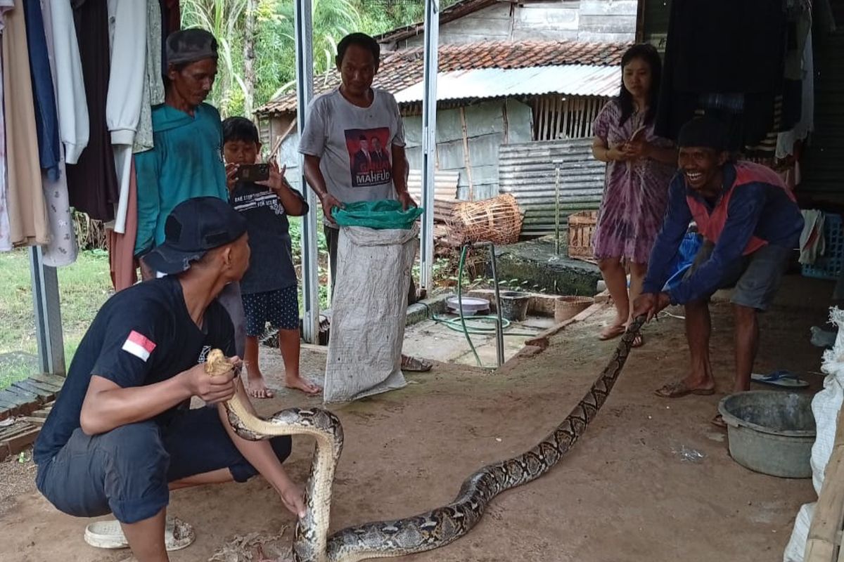 DITANGKAP--Ular sanca kembang sepanjang tiga meter ditangkap di dapur warga Dusun Banjar, Desa Kedungrejo, Kecamatan Pilangkenceng, Kabupaten Madiun, Jawa Timur, Sabtu (22/3/2025) siang