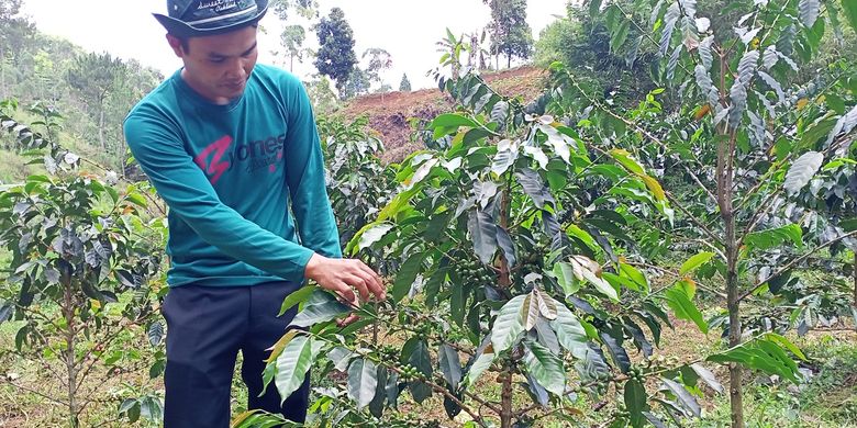 Para Petani kopi di Kecamatan Ciwidey sempat meninggalkan komoditas kopi setelah dua tahun dihantam Pandemi Covid-19 dan hambatan di persoalan teknis perawatan