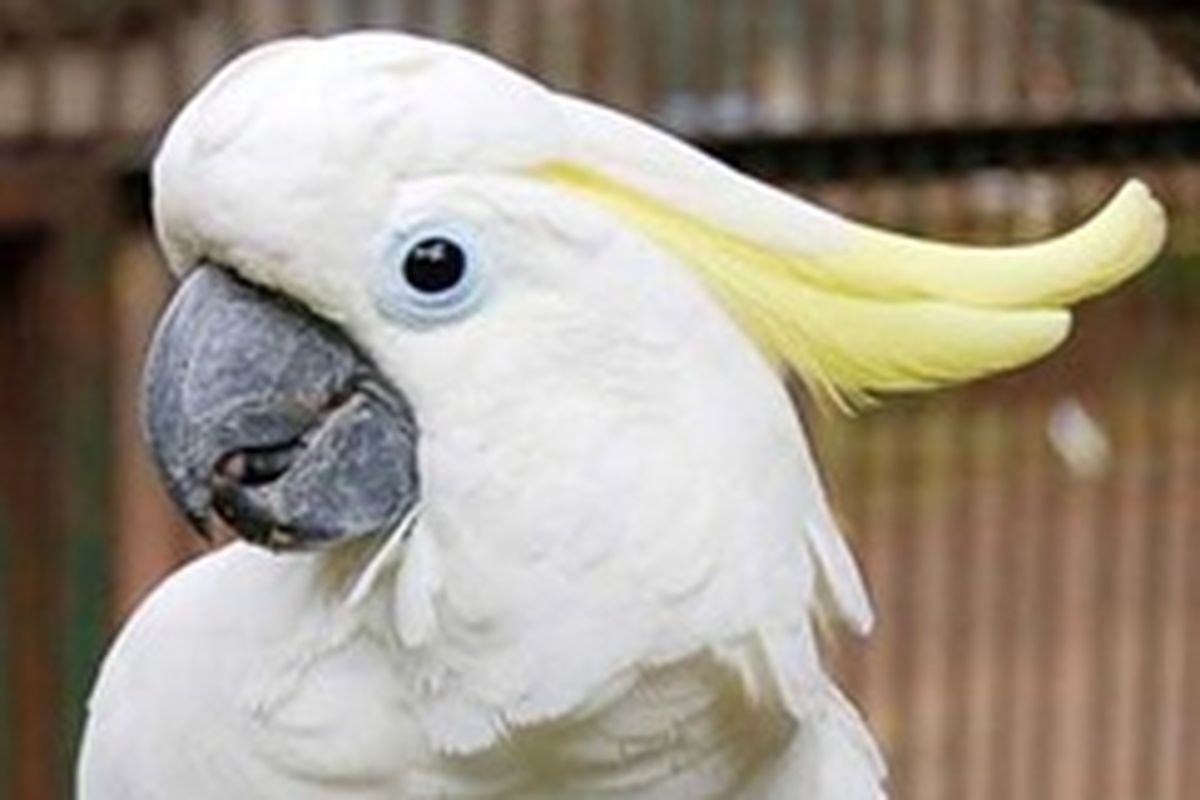 Kakatua Jambul Kuning