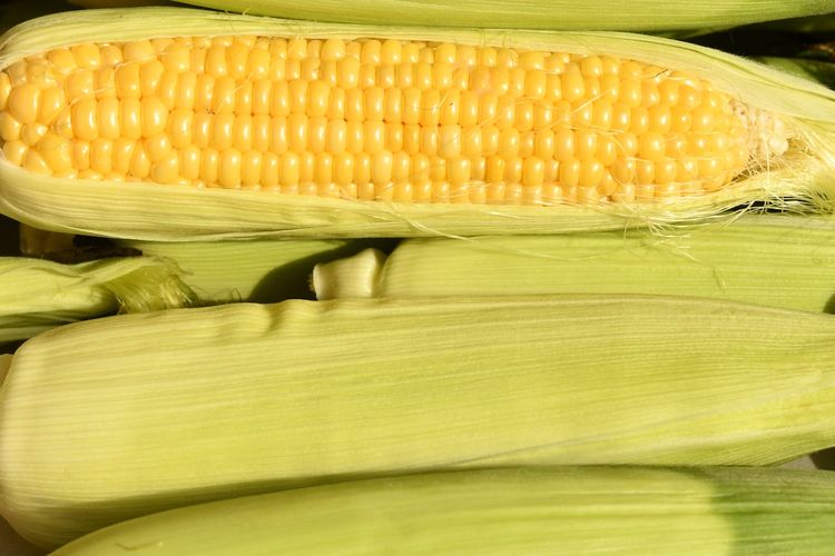 Ilustrasi jagung.