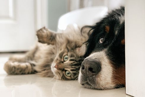 Cara Mengusir Kutu dari Bulu Kucing dan Anjing Peliharaan