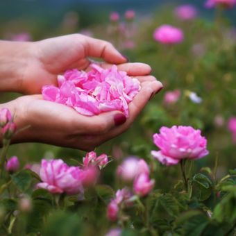 Bunga mawar Bulgaria atau sering disebut damask rose memiliki banyak manfaat untuk kecantikan.