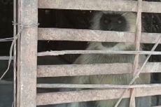 Aparat Tangkap Dua Monyet yang Dilaporkan Bunuh 250 Anjing untuk “Balas Dendam”