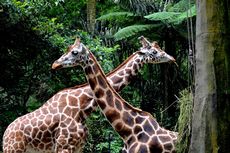 Harga Tiket Masuk Taman Safari Bogor dan Prigen Selama Nataru 2024