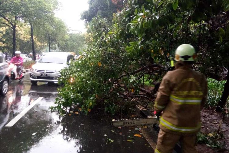 Pohon Angsana tumbang di Jalan Halim Perdana Kusuma, Makasar, Jakarta Timur, akibat hujan deras, Selasa (17/12/2019).