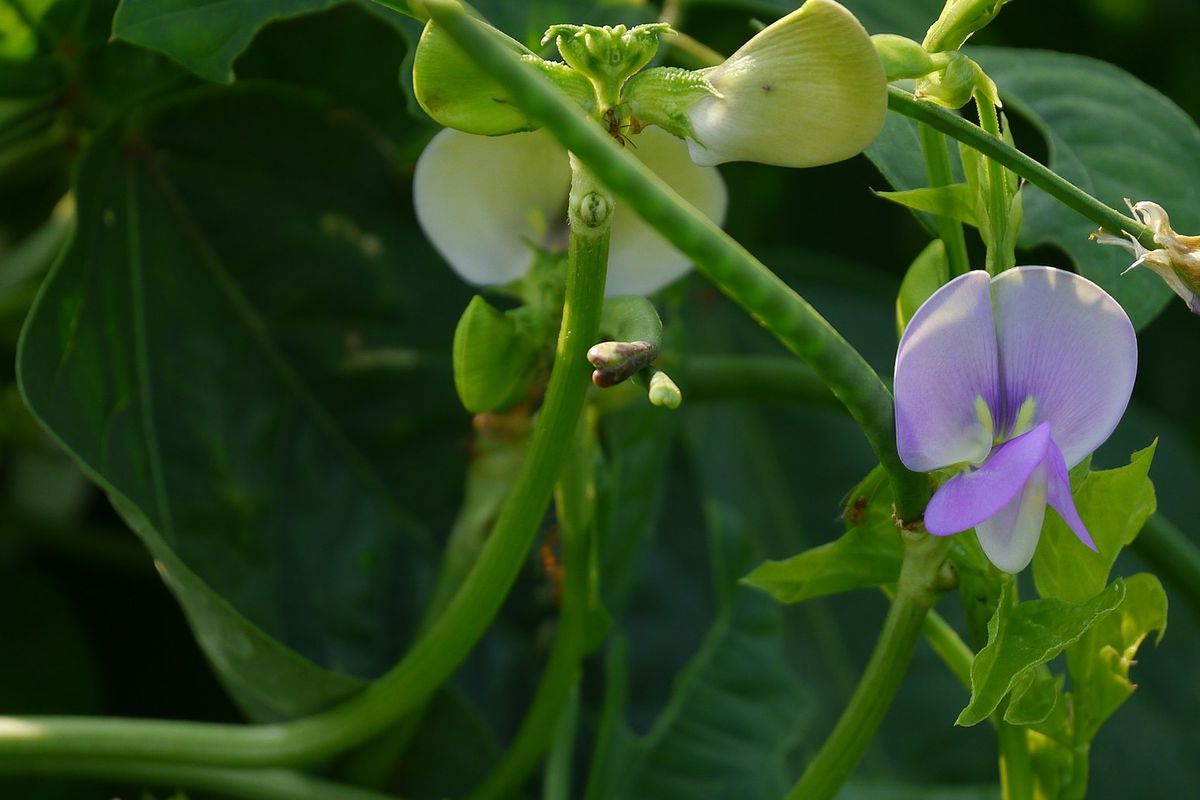 Tanaman kacang panjang