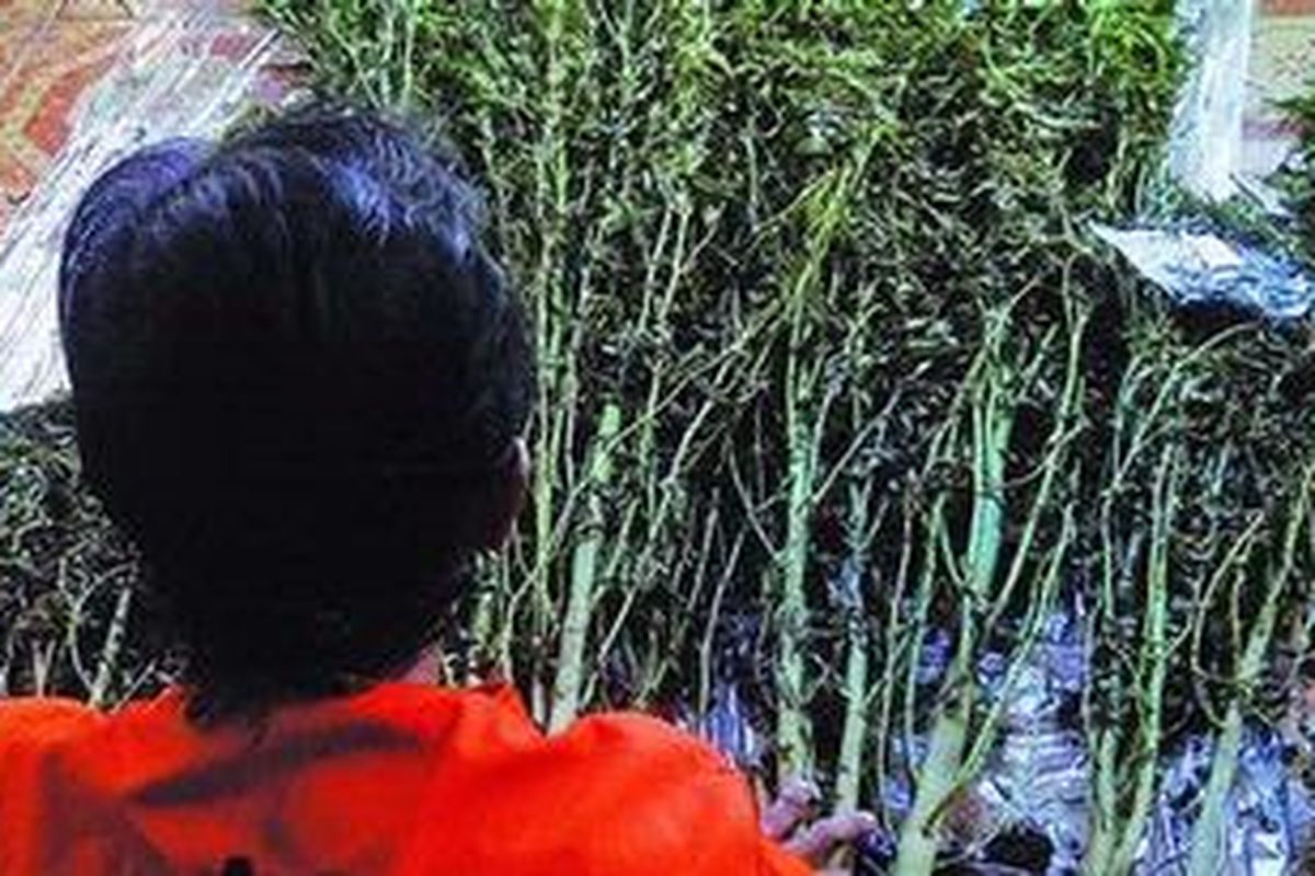 Yulisman (43), petani cabai yang juga tersangka penanam ganja, Selasa (1/2/2011), menunjukkan batang-batang ganja yang ditanamnya di sela-sela tanaman cabai di ladang miliknya di Pesisir Selatan. Sindikat narkoba memanfaatkan kemiskinan petani di daerah itu untuk membuka ladang ganja. 