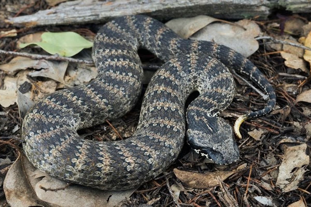 Haqiqiy rus ayollari jinsiy aloqada bolgan videolar Chuqur anal jinsiy aloqa