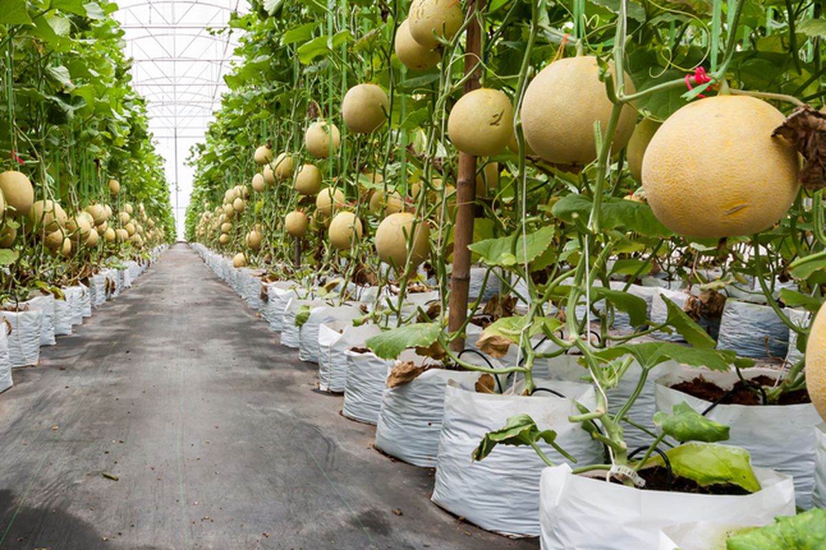 Ilustrasi menanam melon di greenhouse.