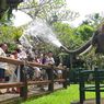 Mason Elephant Park: Tiket Masuk, Jam Buka, dan Daya Tarik