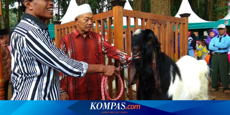 Kisah Kampung Kambing Dari 20 Ekor Kambing Menjadi Ribuan Kambing