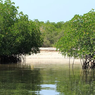 Kemenhut: Alih Fungsi Lahan Mangrove Dilarang, Silvofishery Jadi Alternatif