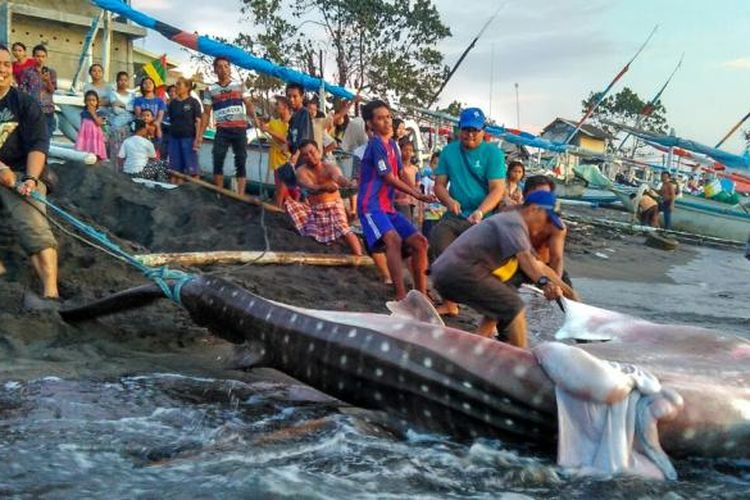 Warga pesisir Ampenan, Kota Mataram, NTB, mengangkat bangkai hiu paus yang terjerat jaring nelayan, Sabtu (25/2/2017).