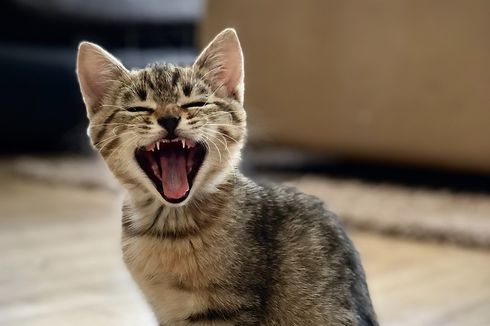 9 Alasan Mengapa Kucing Mengeong Terus Menerus