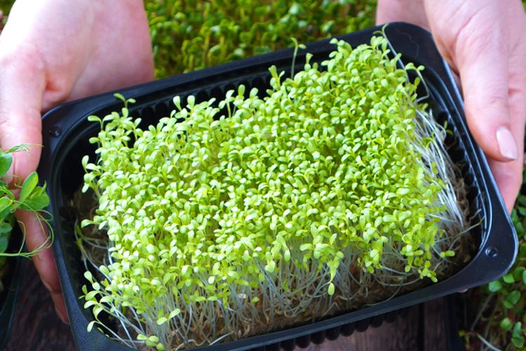 Ilustrasi microgreens. Menanam microgreen. 