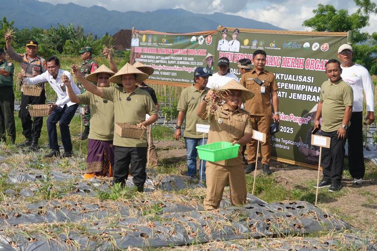 Bupati Jembrana I Made Kembang Hartawan saat melaksanakan panen perdana bawang merah organik di Subak Telebus, Kelurahan Tegalcangkring, Kecamatan Mendoyo, Senin (10/3/2025). 