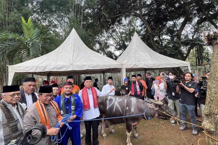 Perdana Potong Kerbau di Andilan Kebo, Pramono: Biasanya Cuma Lihat di Logo Partai