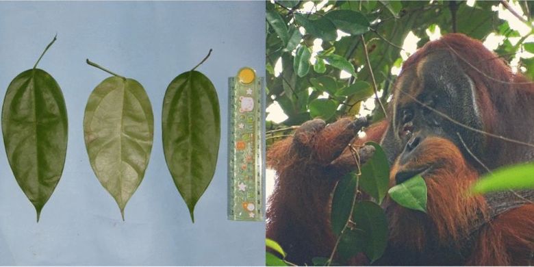 (Kiri) Daun Fibraurea tinctoria dengan panjang daunnya antara 15 sampai 17 cm. (Kanan) Orangutan bernama rakus memakan daun Fibraurea tinctoria, foto diambil pada 26 Juni 2022.