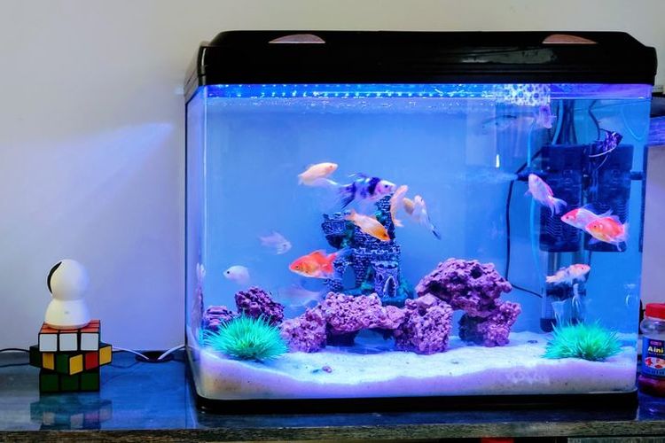 Ilustrasi akuarium ikan.