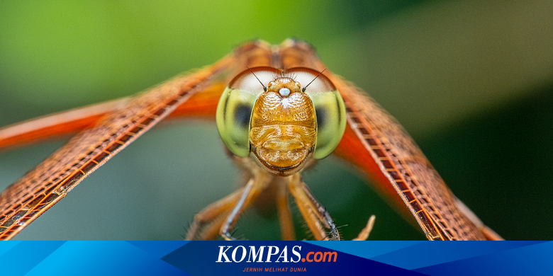 Kian Jarang Llihat Capung? Dosen UGM Peringatkan Ini