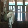 25 Kambing di Lumajang Batal Dikirim ke Bali Imbas Wabah PMK 