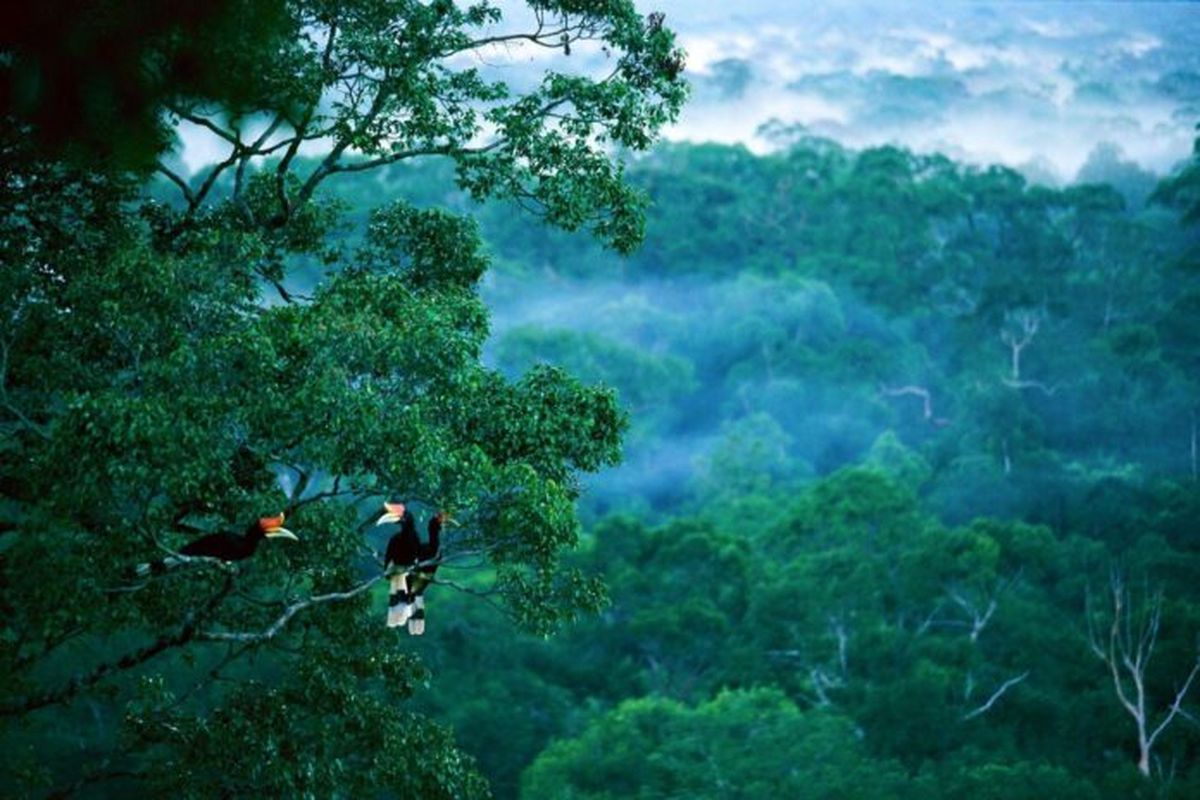 Program reforestasi di wilayah IKN yang dilakukan oleh PT MHU ditandai dengan pembangunan Miniatur Hutan Hujan Tropis pada lahan seluas 97 hektare yang terdiri dari areal hutan hujan tropis, Rumah Galeri, taman hutan, dan area pendukung lainnya.