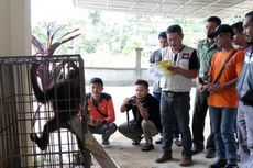 Orangutan 5,5 Tahun Diamankan BKSDA dari Pemiliknya 